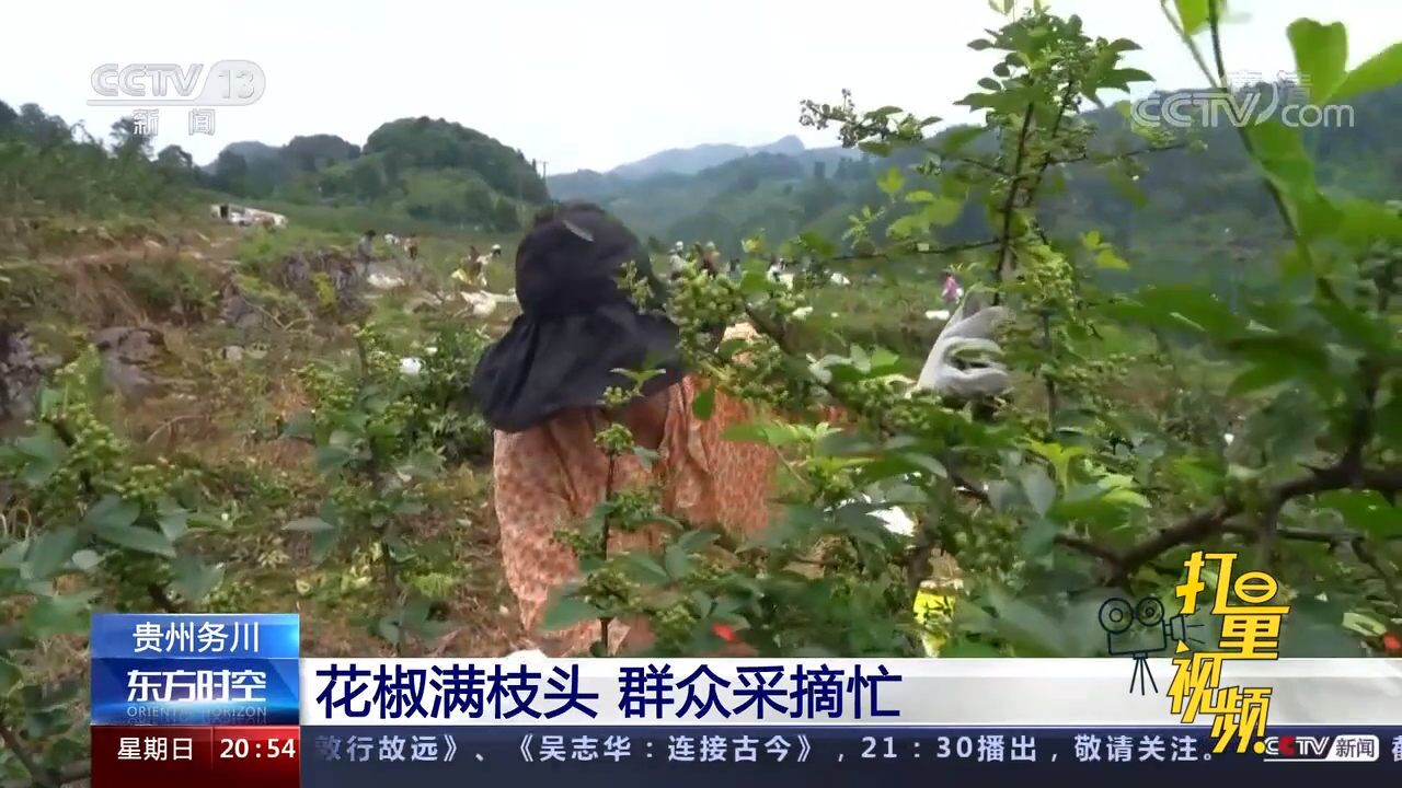 采摘正当时!贵州务川:花椒满枝头,群众采摘忙