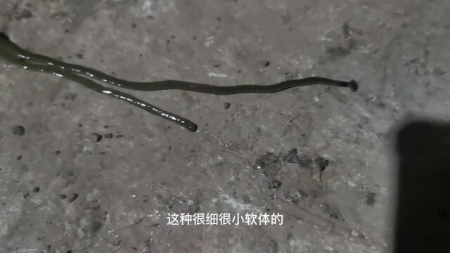 十来度的天气遇一条不知名的软体细线虫()