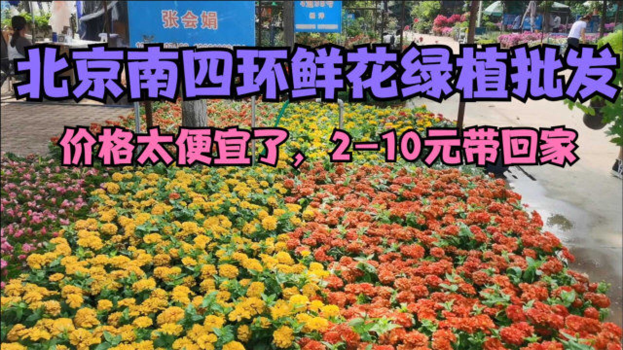 北京南四环大型花卉批发市场,品种很全,价格超级便宜小盆花2元