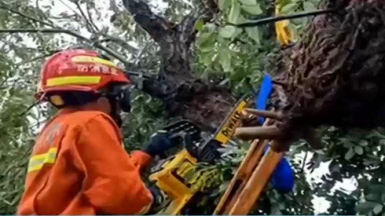 接诉即办:降雨大风致石景山区多处树木被刮倒,多部门联动紧急处置