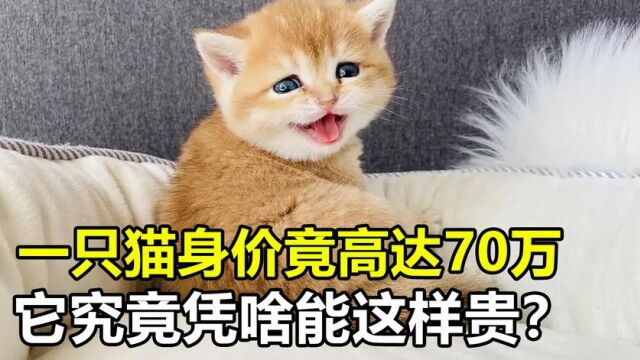 一只猫身价70万元,可谓是猫中“藏獒”,它凭啥这样贵?