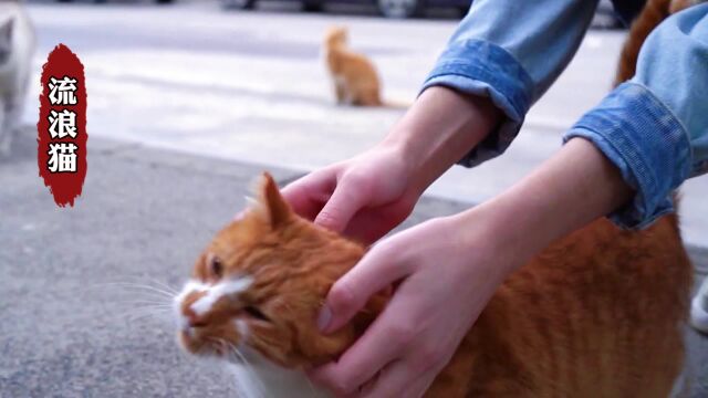 临清狮子猫:田园猫的颜值担当,把皇帝迷得给它封一品官