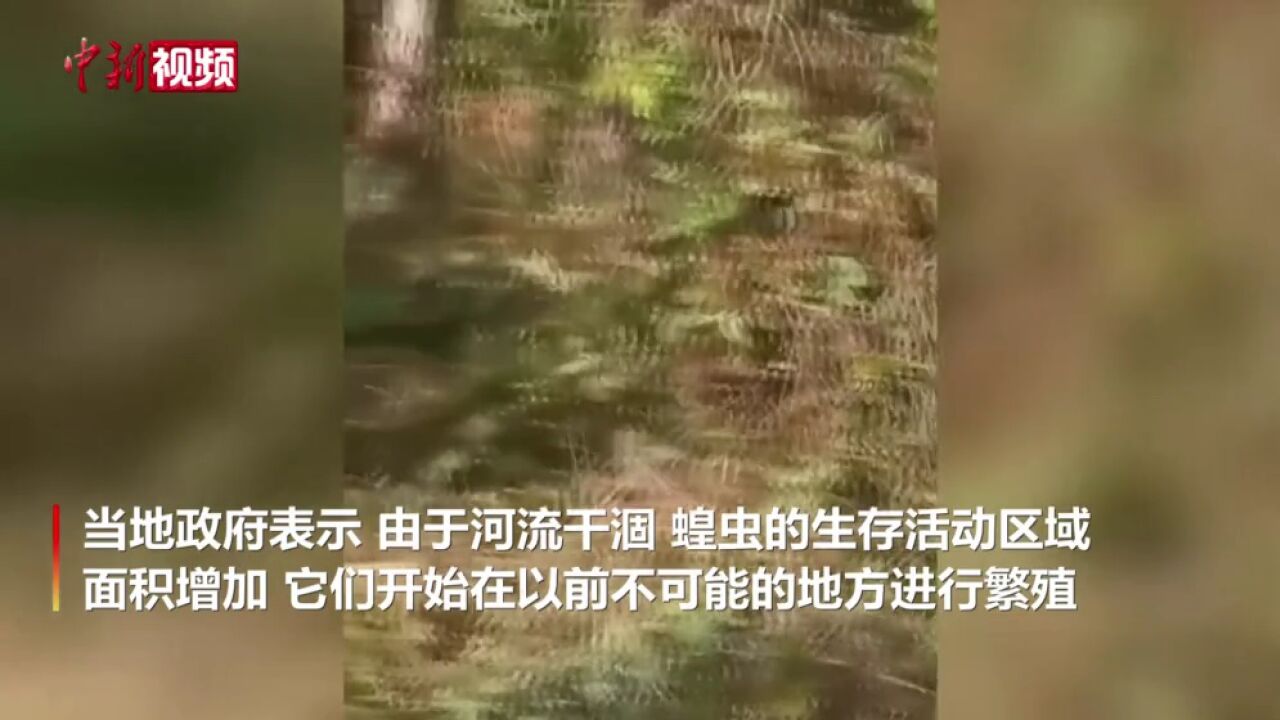 俄罗斯南部遭遇蝗灾蝗虫形成“黑云”啃食玉米地