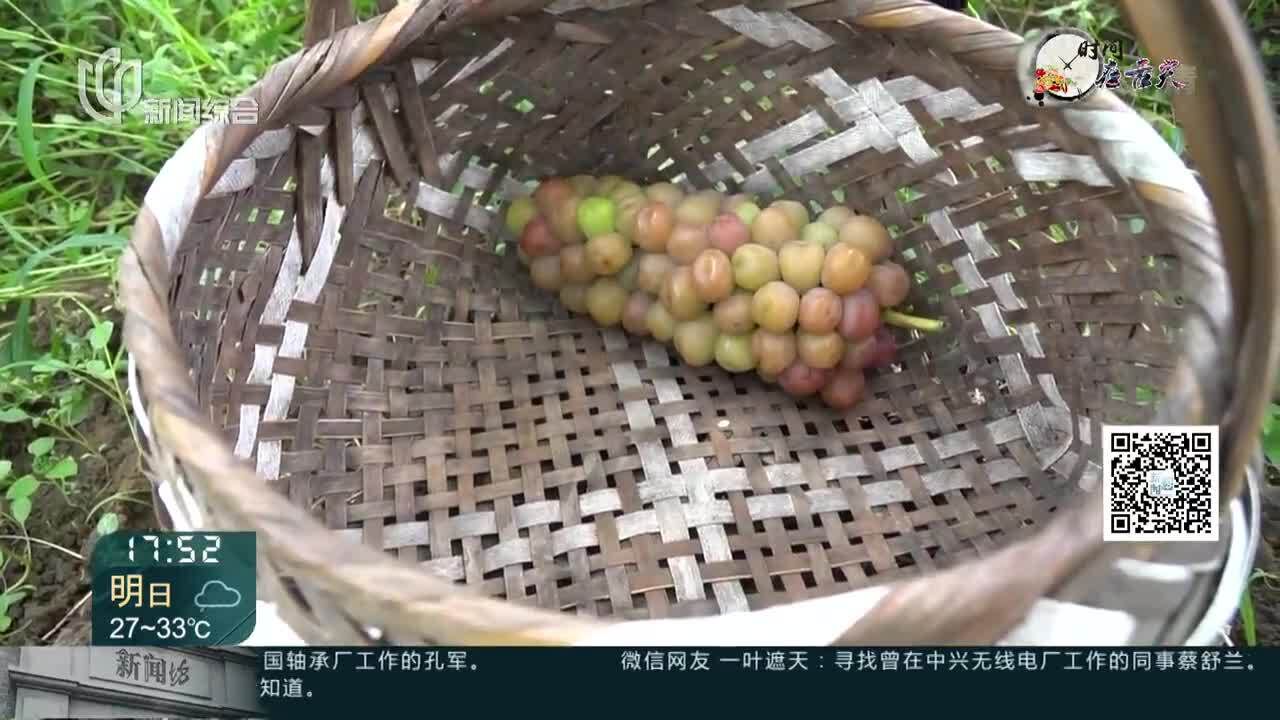 高品质地产葡萄提前上市 价格与去年基本持平