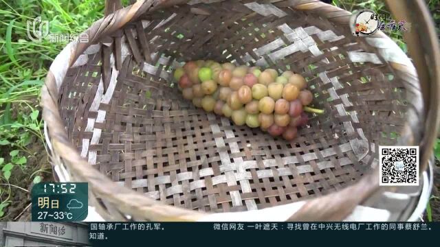 高品质地产葡萄提前上市 价格与去年基本持平