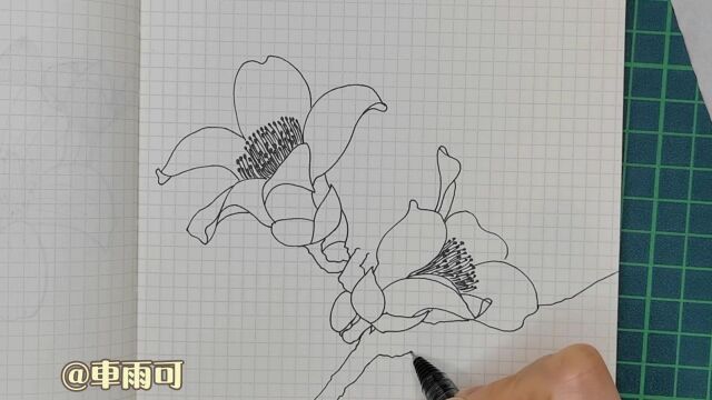 零基础针管笔线描画(花卉)系列~木棉花的画法3