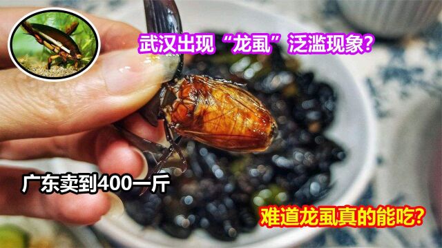 武汉发生“龙虱”泛滥,广东却卖到400一斤,龙虱真的好吃吗?