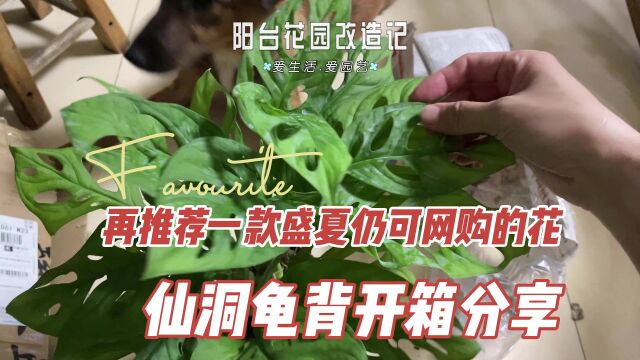 一盆多棵的仙洞龟背竹只要9.9?三伏天还想网购绿植?选它!