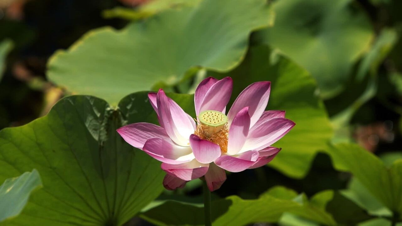 航拍北京夏日之美|荷叶田田青照水,野鸭湖“荷”你相约