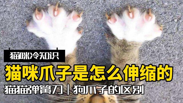 猫是如何灵活控制爪子伸缩的?附上正确剪猫指甲方法