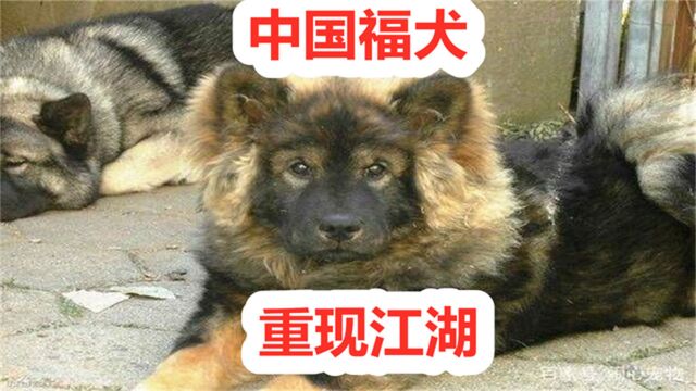 本以为灭绝的福犬,再次出现在新疆,比大熊猫更稀有