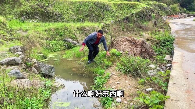 农村有三种田螺非常相似,今天教大家怎么区分