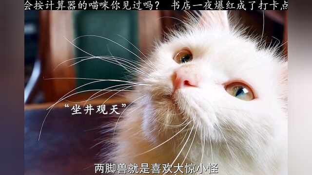 仅一猫之力,拉动了整个城的GTP⠀