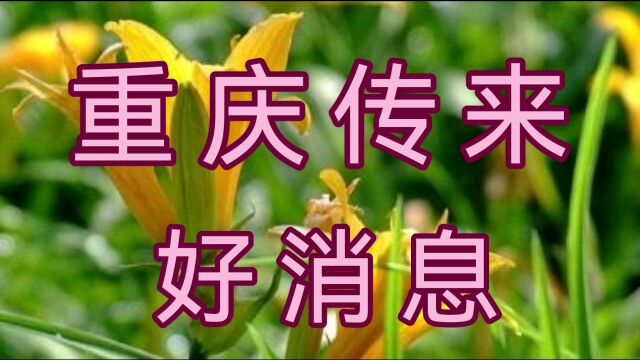 重庆传来好消息