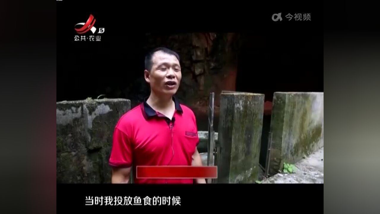 萍乡:“水中国宝”桃花水母 时隔六年再现“芳容”