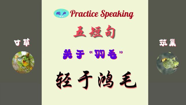 Practice Speaking T302 五短句 关于“羽毛” | 英语学习 | 英语口语 | learn English