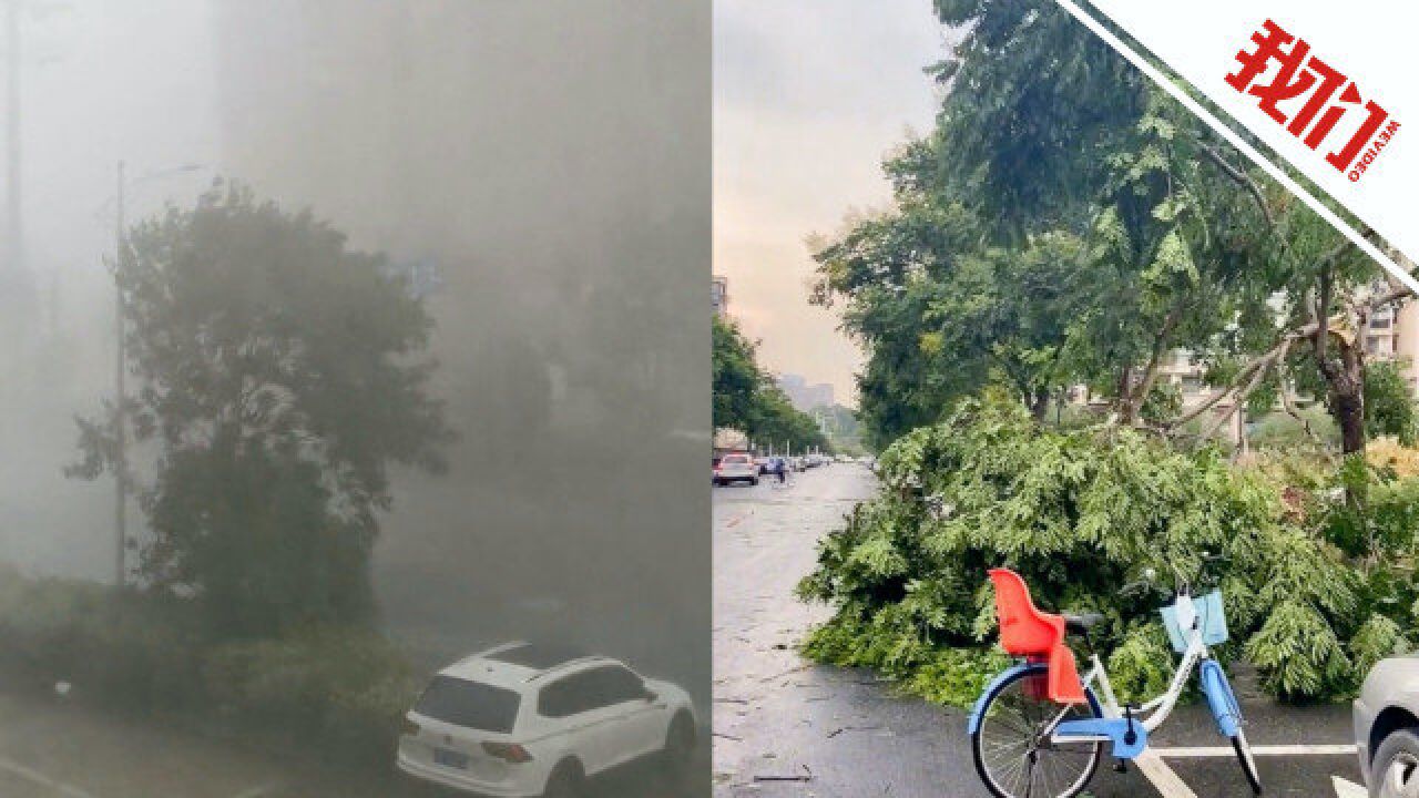 浙江诸暨局地雷雨大风达11级:树木在狂风中折断 店铺招牌被吹掉