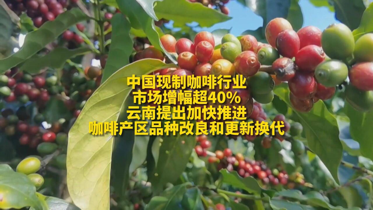 中国现制咖啡行业市场增幅超40%,云南提出加快推进咖啡产区品种改良和更新换代