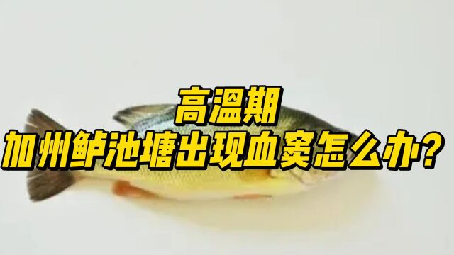 高温期加州鲈池塘出现血窦怎么办?