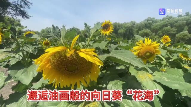 闫家岗农场万余平方米的向日葵“花海”绚烂绽放