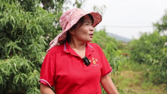 知道边河脆桃为啥甜吗?因为它长在“红土”里!