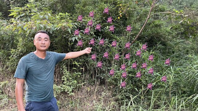 江西竹子一夜之间开花,竹子开花全村搬家这是真的吗?村民愁坏了