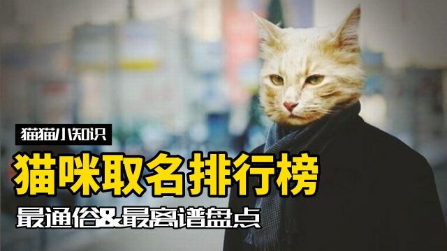 猫咪名字大赏!你家猫中枪了吗?