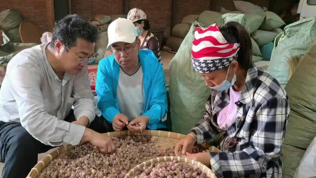 药植所云南分所与马关县签约合作砂仁优良种苗繁育