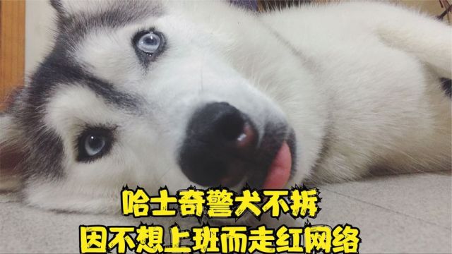 哈士奇警犬不拆,因不想上班而走红了网络,却因为商贩的行为病逝