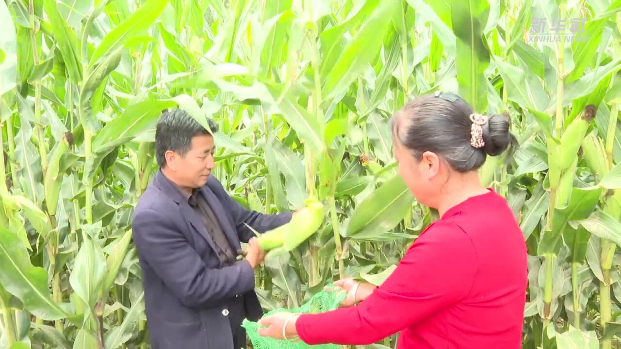 陕西麟游:甜玉米带来“甜日子”