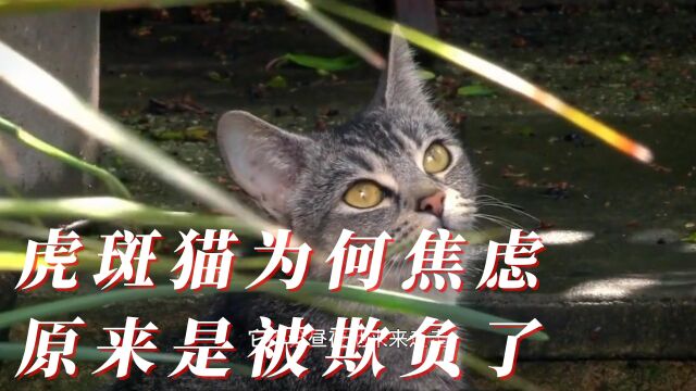 18个月大的虎斑猫为何焦躁烦闷?原来是领地失守颜面尽失啊!