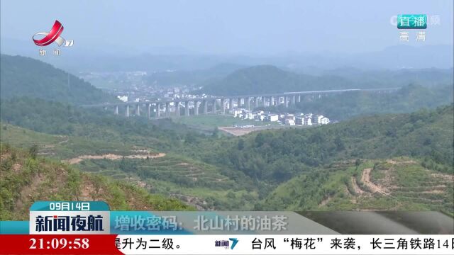 【乡村振兴进行时】增收密码:北山村的油茶