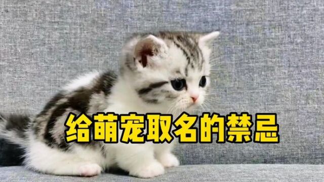 新手给宠物取名字要避免哪些坑呢?#萌宠 #猫咪 #宠物