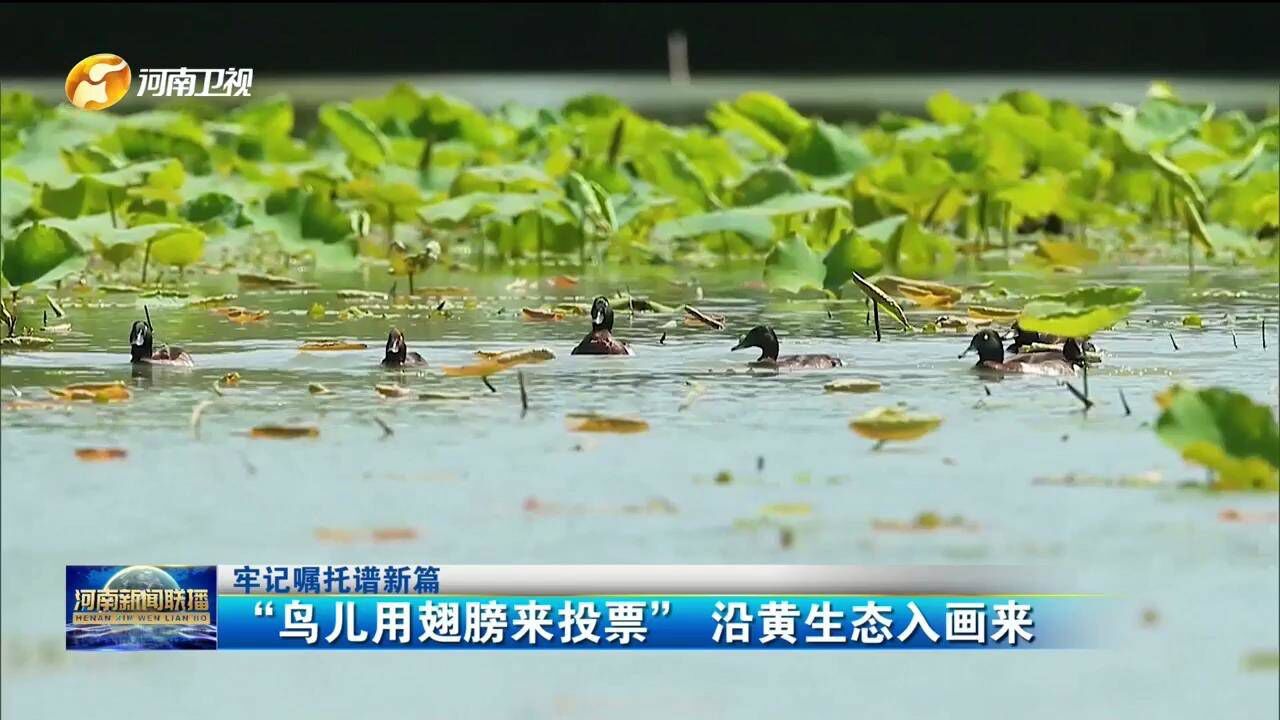 “鸟儿用翅膀来投票” 沿黄生态入画来