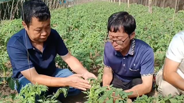 设施蔬菜团队:科技助力蔬菜产业提质增收