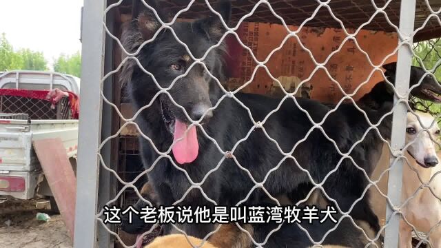 狗市惊现“蓝湾牧羊犬”,这稀有程度堪称“国宝级别”,太罕见了