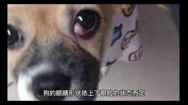 狗狗的眼睛解析