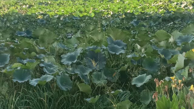 江南秋天的荷塘,依然是“接天莲叶无穷碧”浓绿风景惹人醉