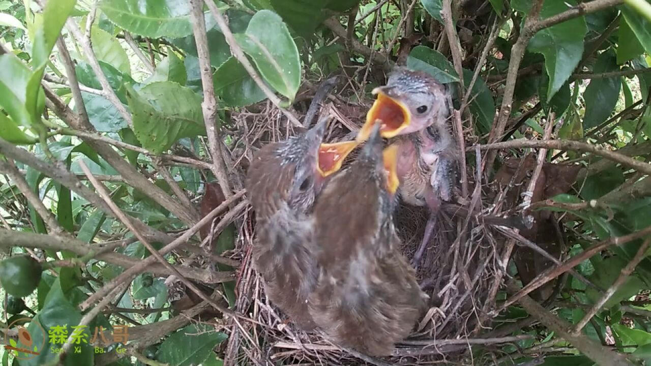 矛纹草鹛育雏:鸟妈妈很少给老三喂食,老三却很努力