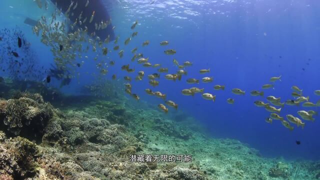 世界海洋日海洋是我们的未来