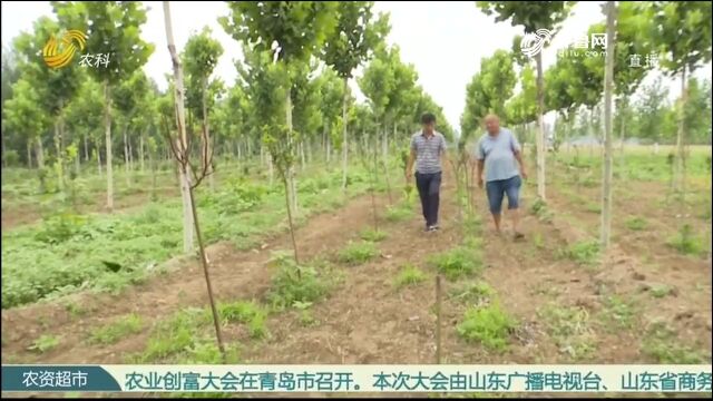 海棠大面积死棵怎么办?做好这几点,及时补救还来得及