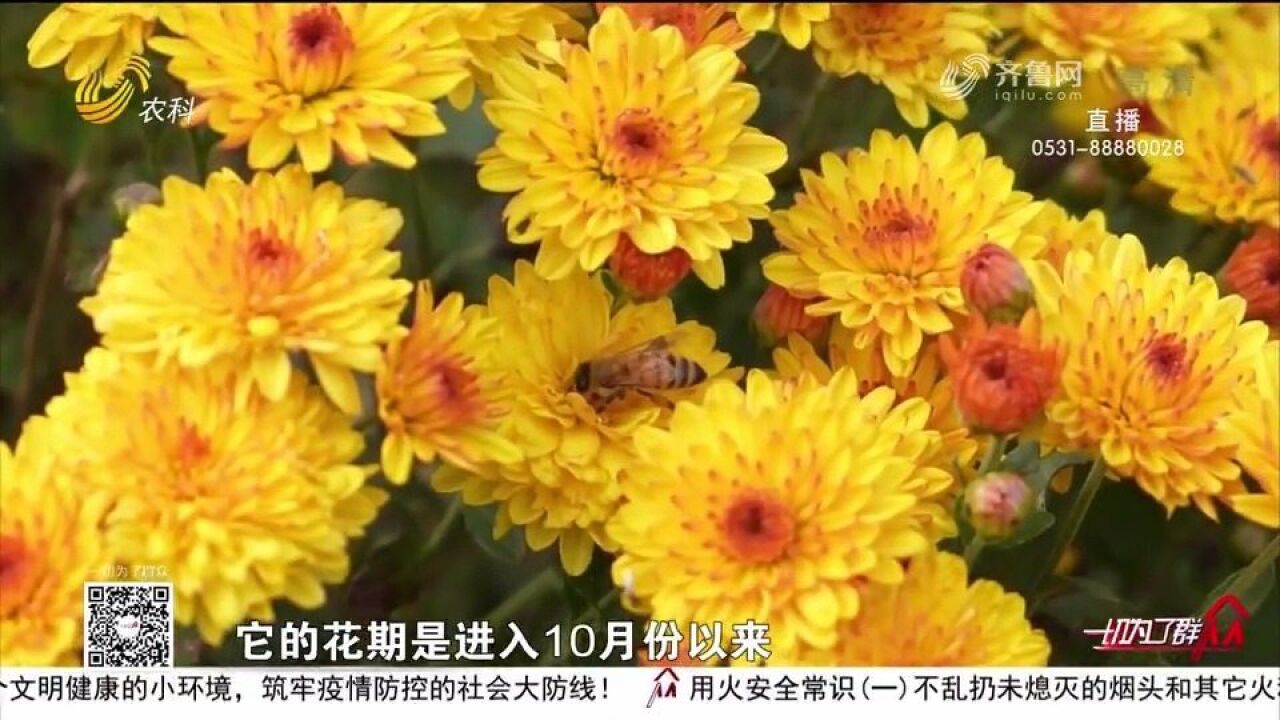 金秋菊花好“丰”景,村民田间地头采收忙,亩产效益最高可达2万