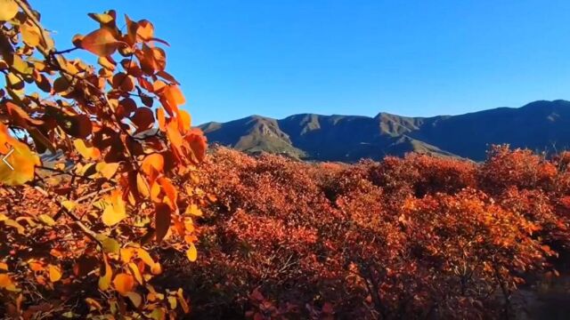 云赏秋!实拍京郊漫山红叶 层林尽染风景如画