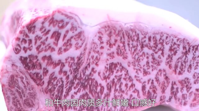 《食物百科》被公认为最贵的日本和牛是如何得到尊贵养殖的?