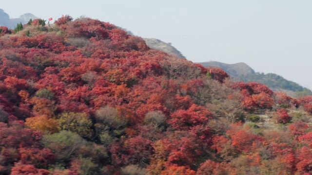 山东青州红叶满山,赏秋正当时