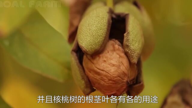 《食物百科》“浑身是宝”的核桃是如何种植的?