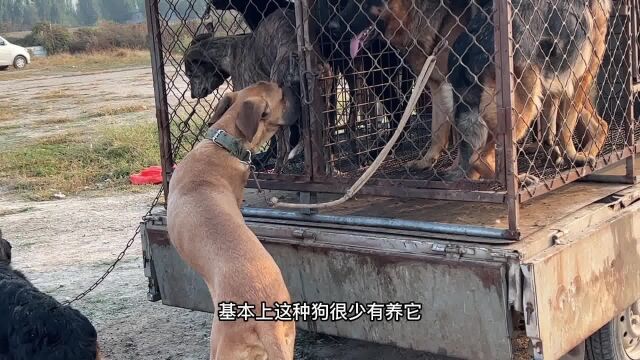 农村狗市竟有罕见的土佐犬,被誉为东方斗犬之王,据说一招秒杀狼