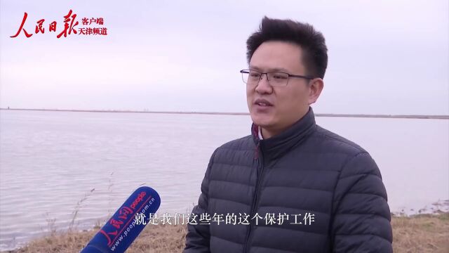 海河观津 | 百万候鸟来“息”,它们为何偏爱北大港?