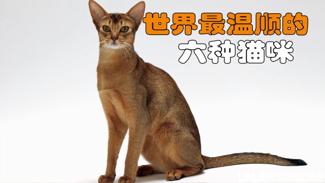 世界上最温顺的猫咪,波斯猫和布偶猫上榜,你家养了吗?