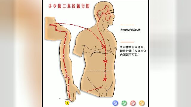 《十二经脉》动画图 10章 手少阳三焦经